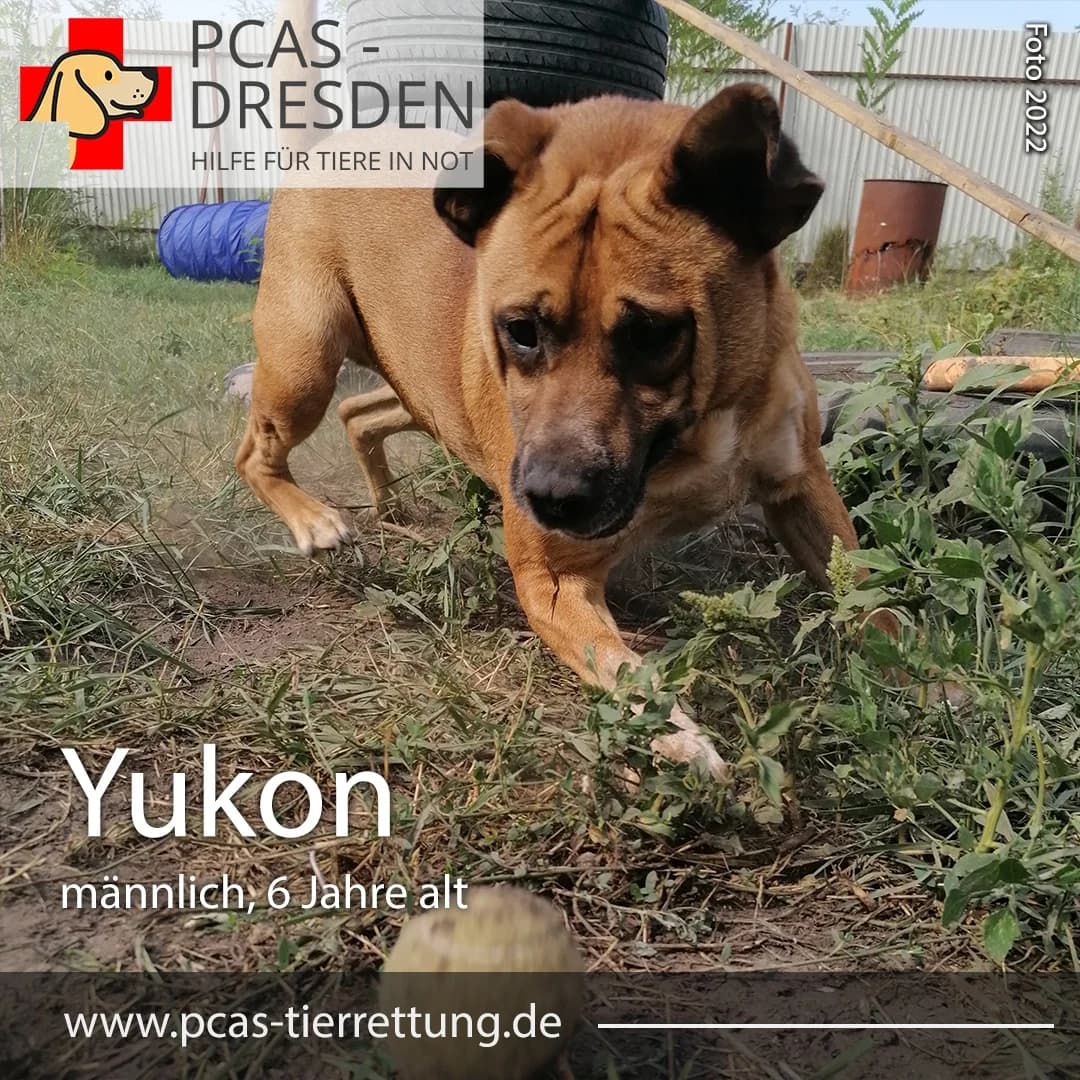 Yukon,  Mixed Breed for adoption at PCAS Dresden e.V., Dresden