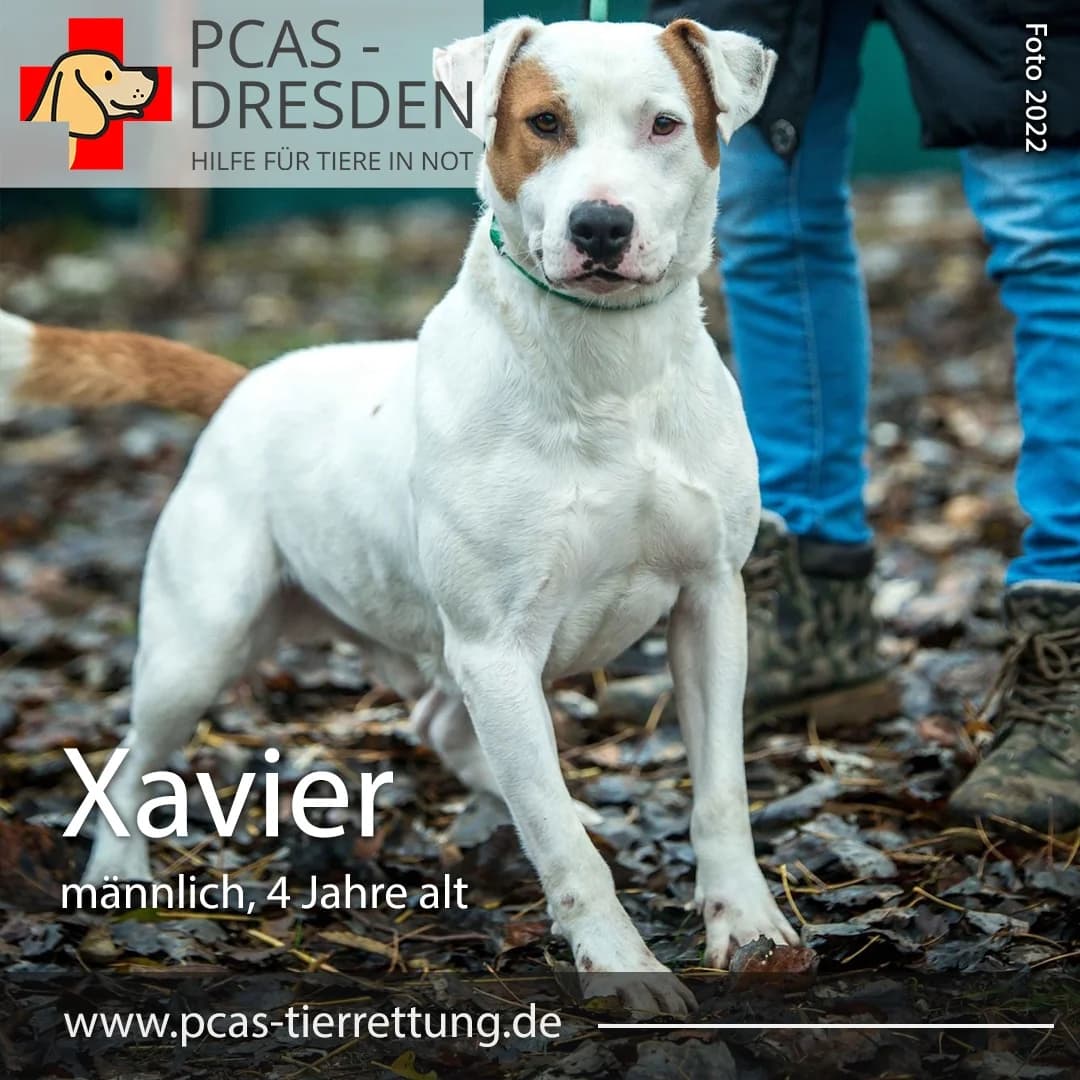 Xavier,  Mixed Breed for adoption at PCAS Dresden e.V., Dresden