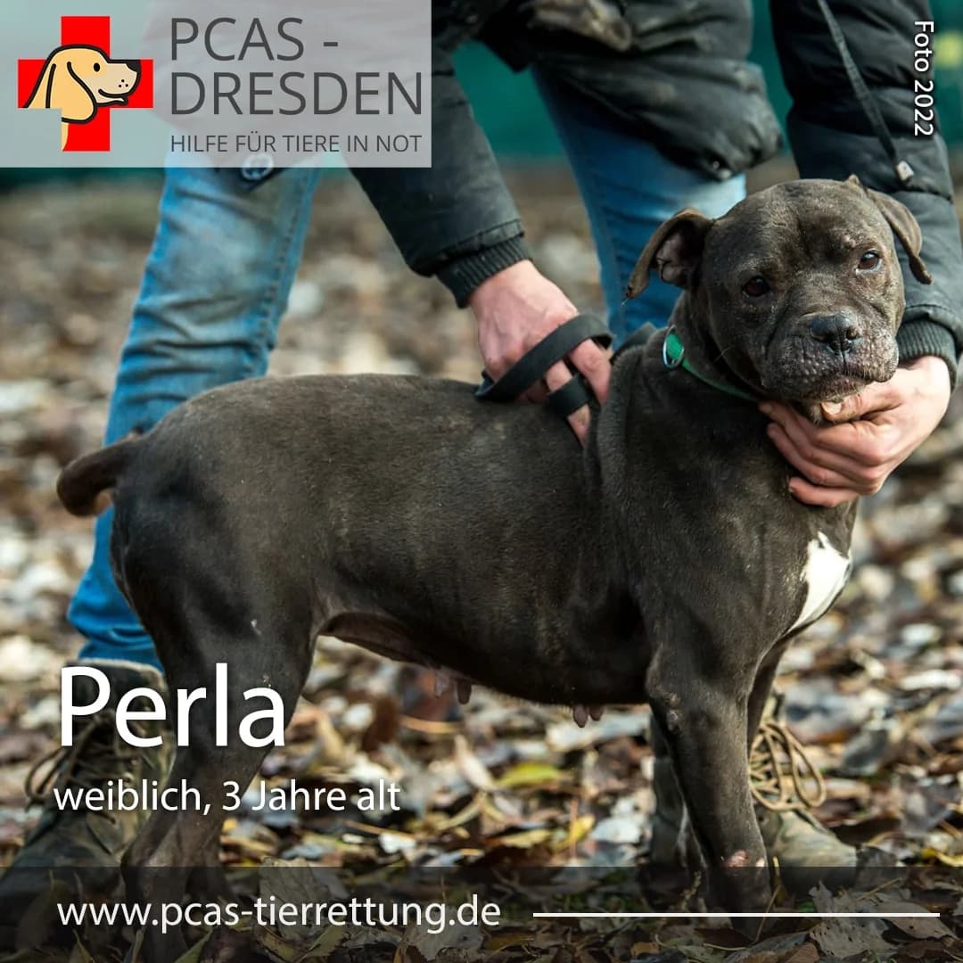 Perla,  Mixed Breed for adoption at PCAS Dresden e.V., Dresden