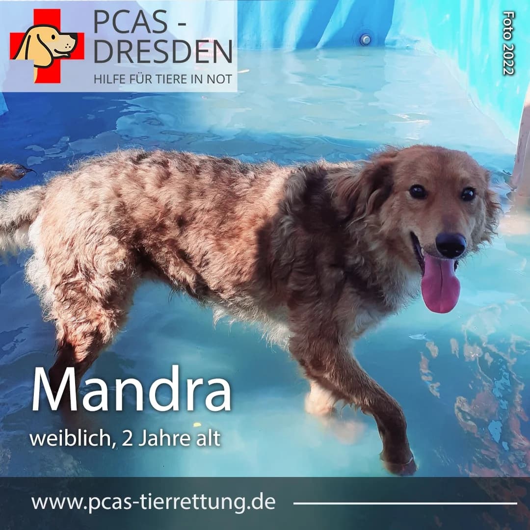 Mandra,  Mixed Breed for adoption at PCAS Dresden e.V., Dresden