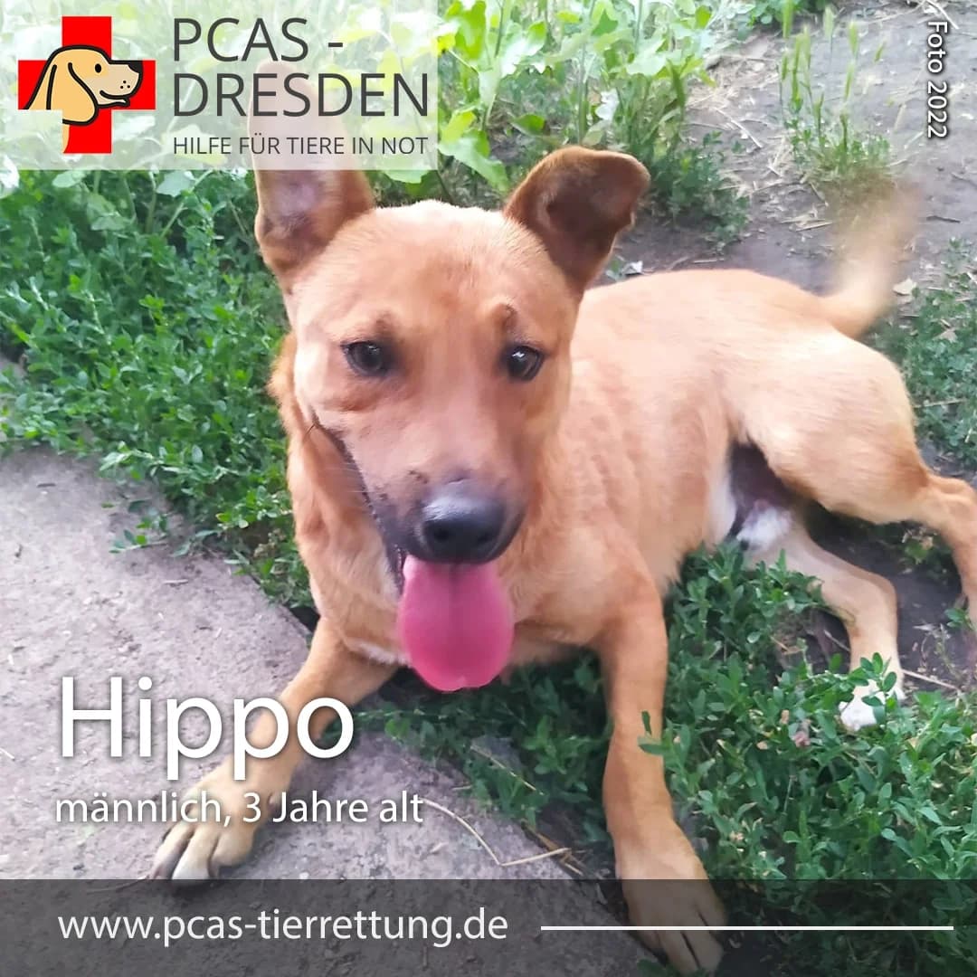 Hippo,  Mixed Breed for adoption at PCAS Dresden e.V., Dresden