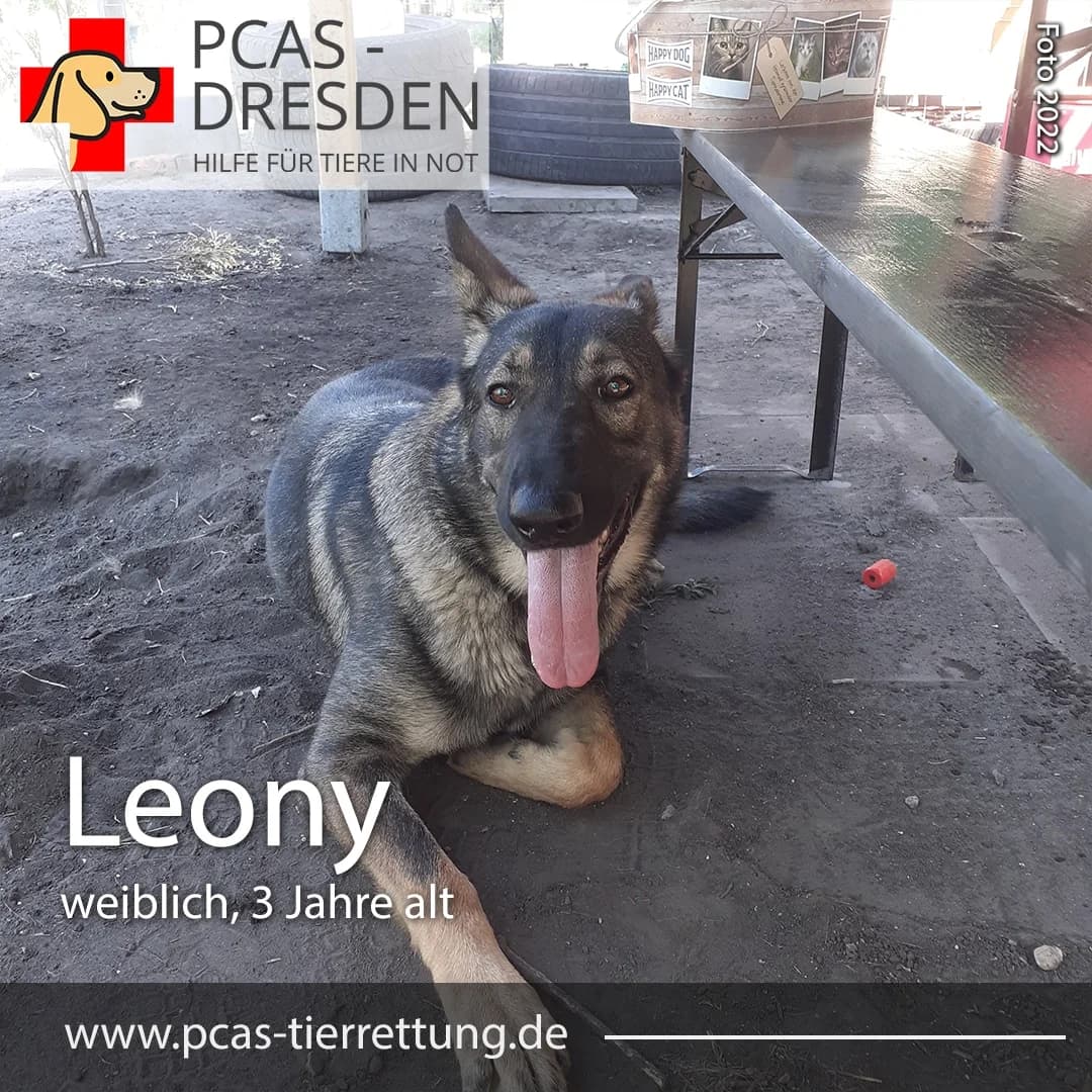 Leony,  Mixed Breed for adoption at PCAS Dresden e.V., Dresden
