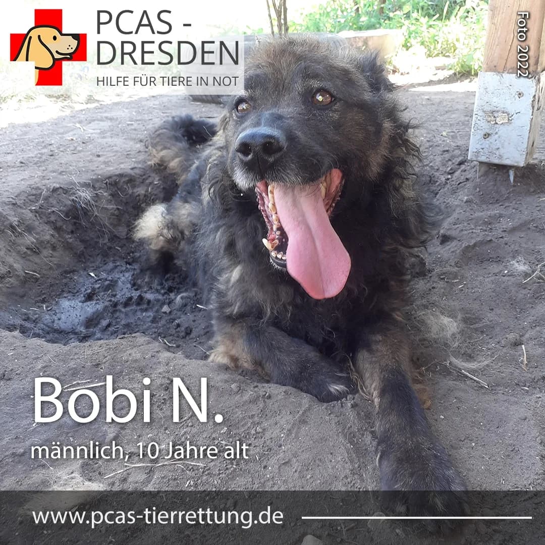 Bobi,  Mixed Breed for adoption at PCAS Dresden e.V., Dresden