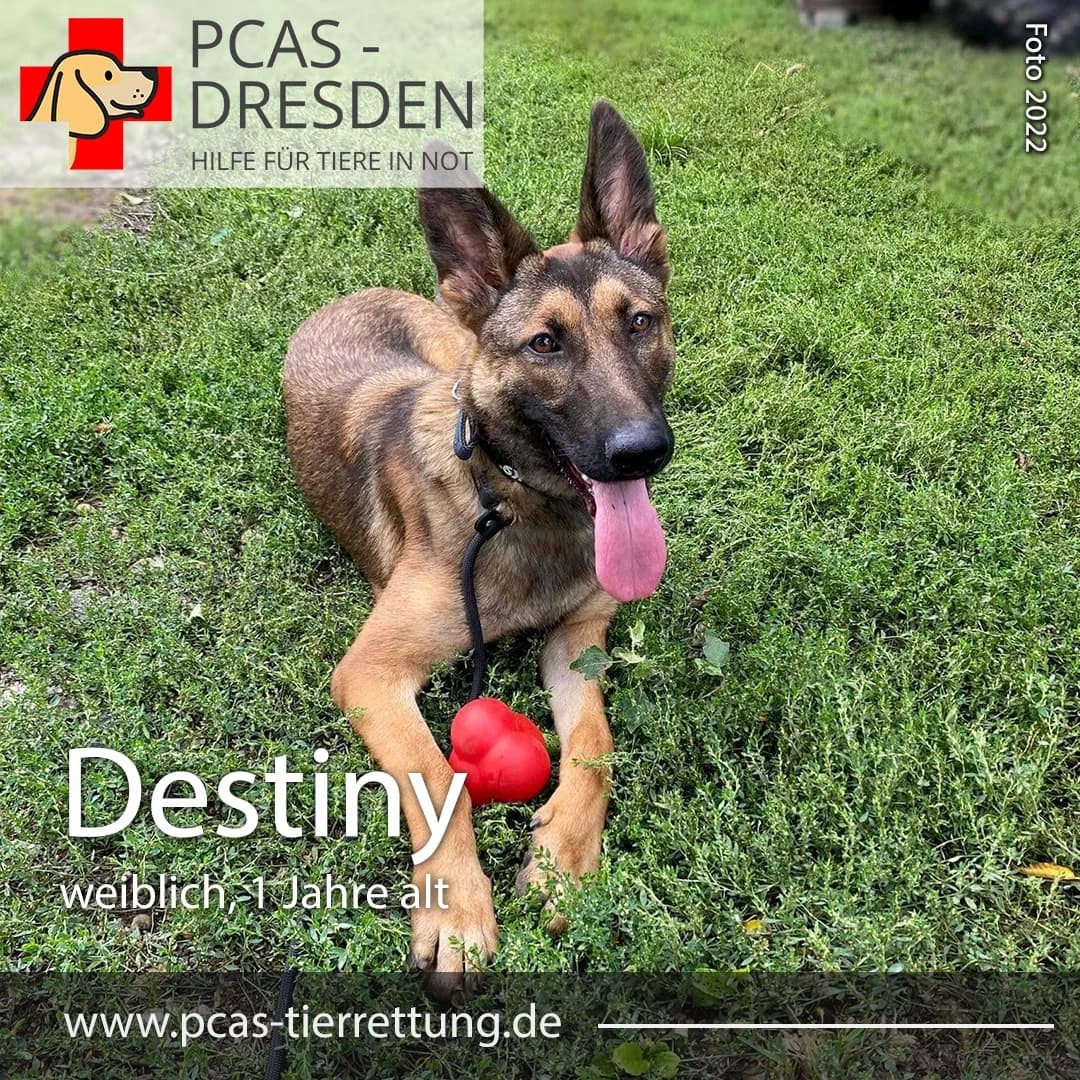 Destiny,  Mixed Breed for adoption at PCAS Dresden e.V., Dresden