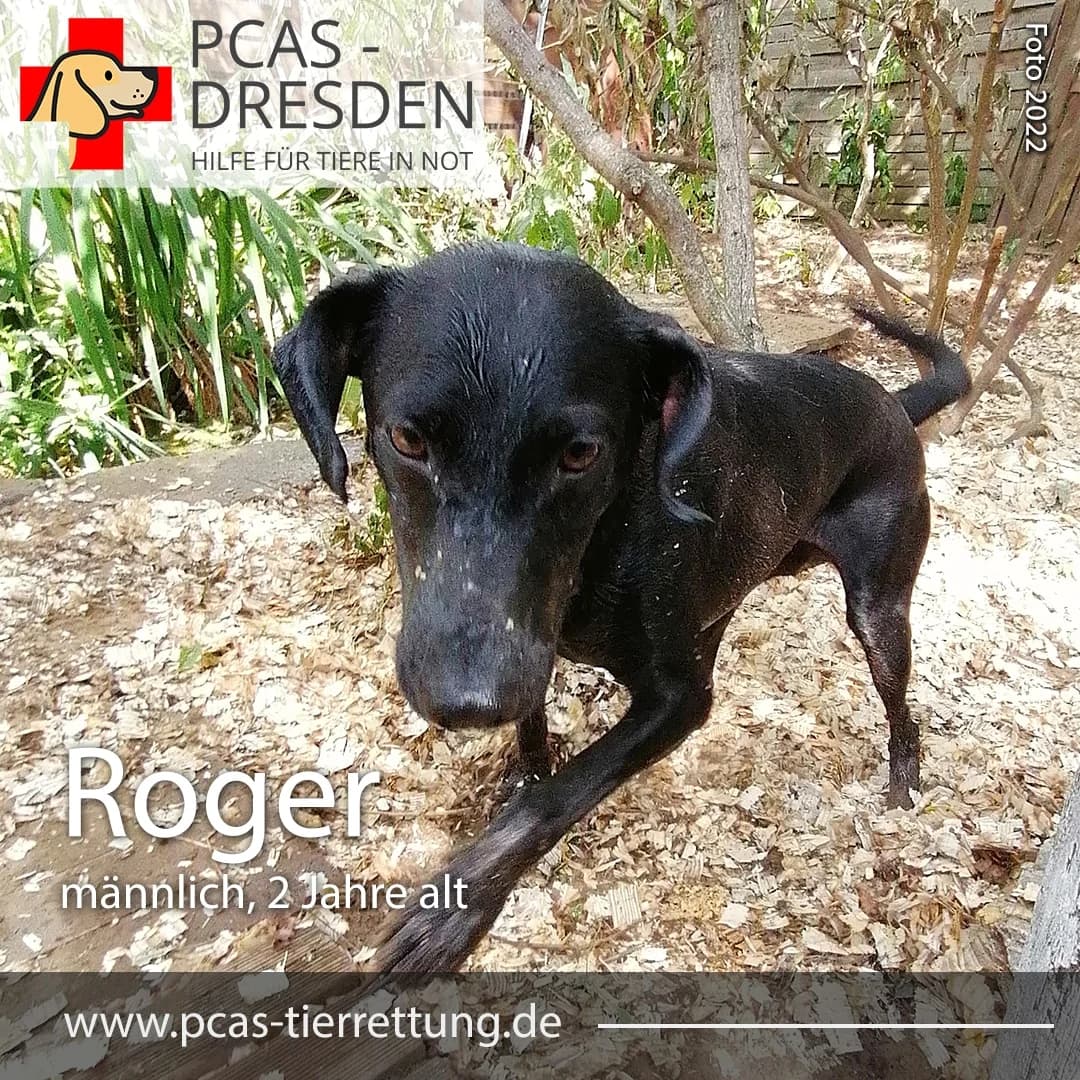 Roger,  Mixed Breed for adoption at PCAS Dresden e.V., Dresden