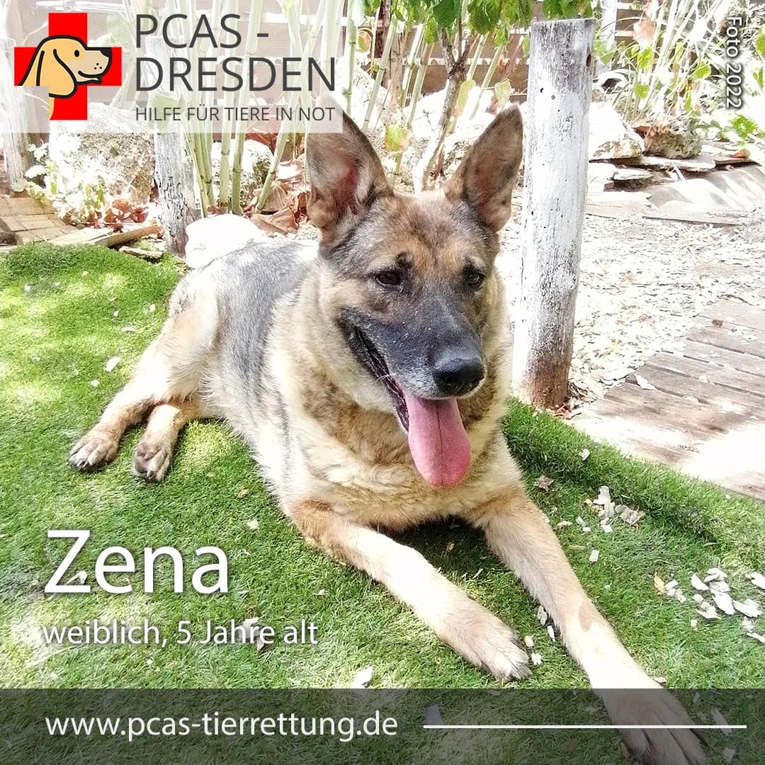 Zena,  Mixed Breed for adoption at PCAS Dresden e.V., Dresden