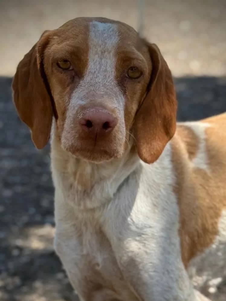 Annabella, female Pointer for adoption at PetAngels gGmbH, Hamburg