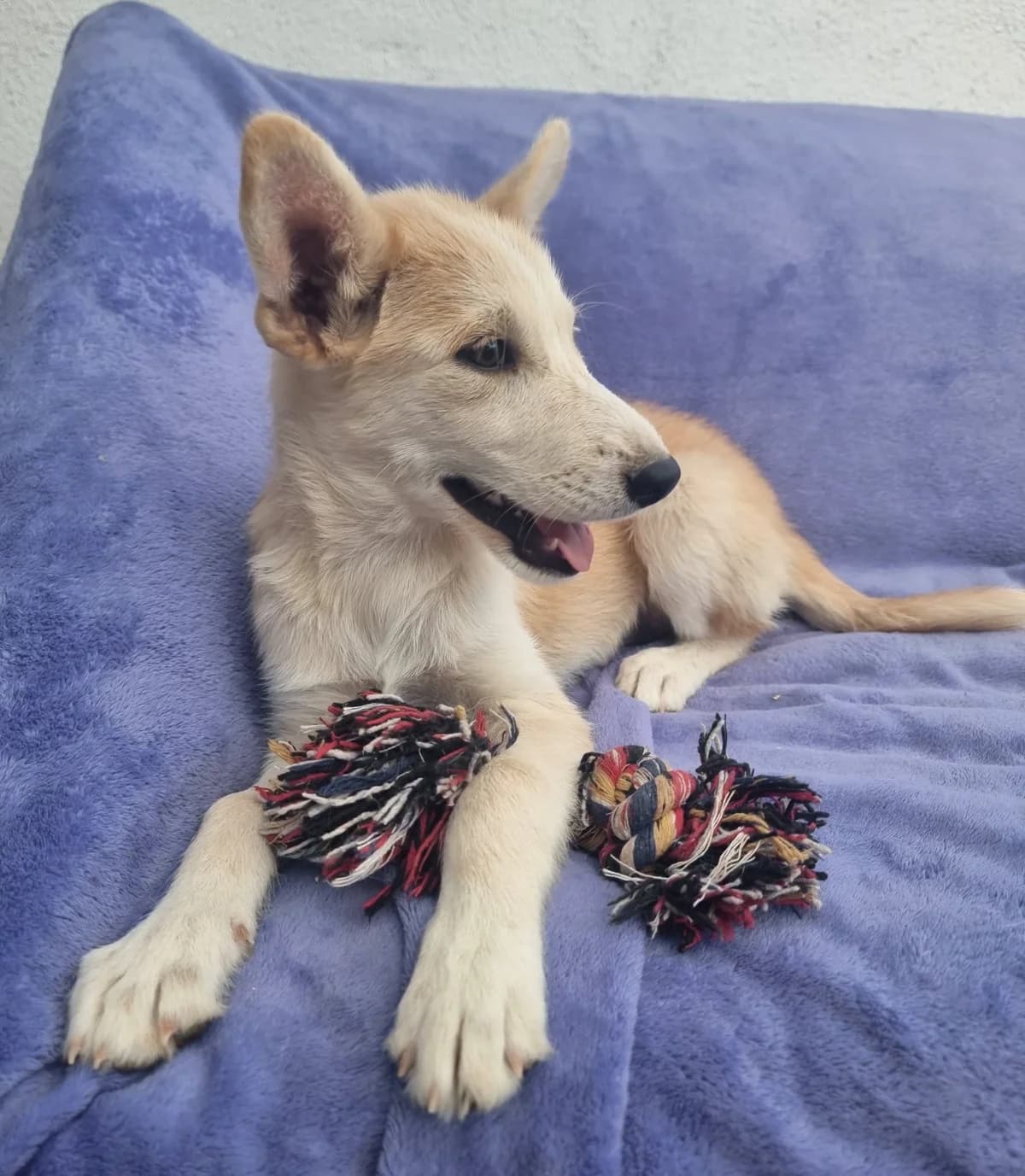 Applejack, female puppy Husky for adoption at PetAngels gGmbH, Hamburg