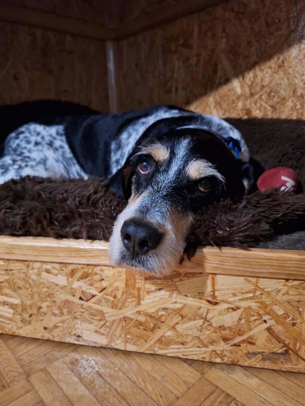 Benji, male 3yo Mixed Breed for adoption at PetAngels gGmbH, Hamburg