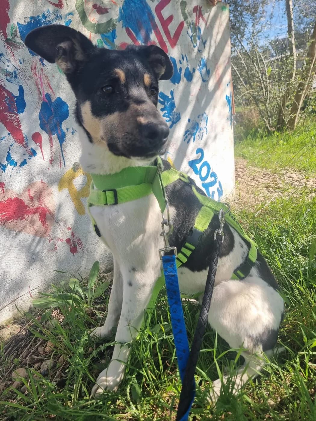 Canis, male puppy Mixed Breed for adoption at PetAngels gGmbH, Hamburg