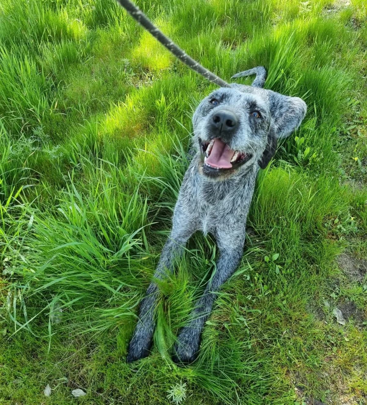 Carmin, female young mixed breed for adoption at PetAngels gGmbH, Hamburg