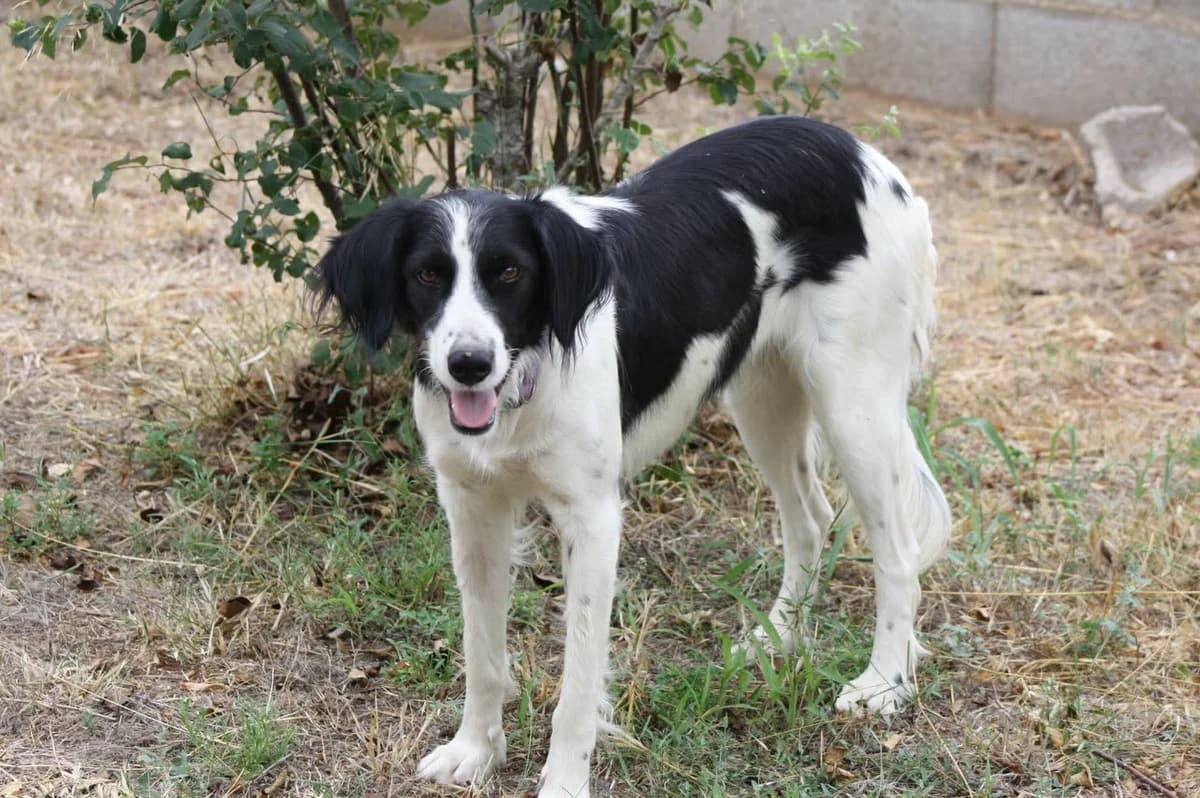 Chica, female mixed breed for adoption at PetAngels gGmbH, Hamburg