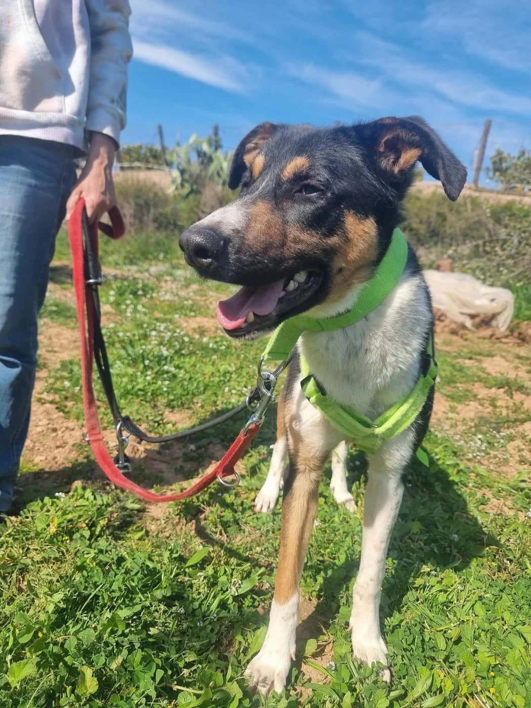 Elfo, male puppy Mixed Breed for adoption at PetAngels gGmbH, Hamburg