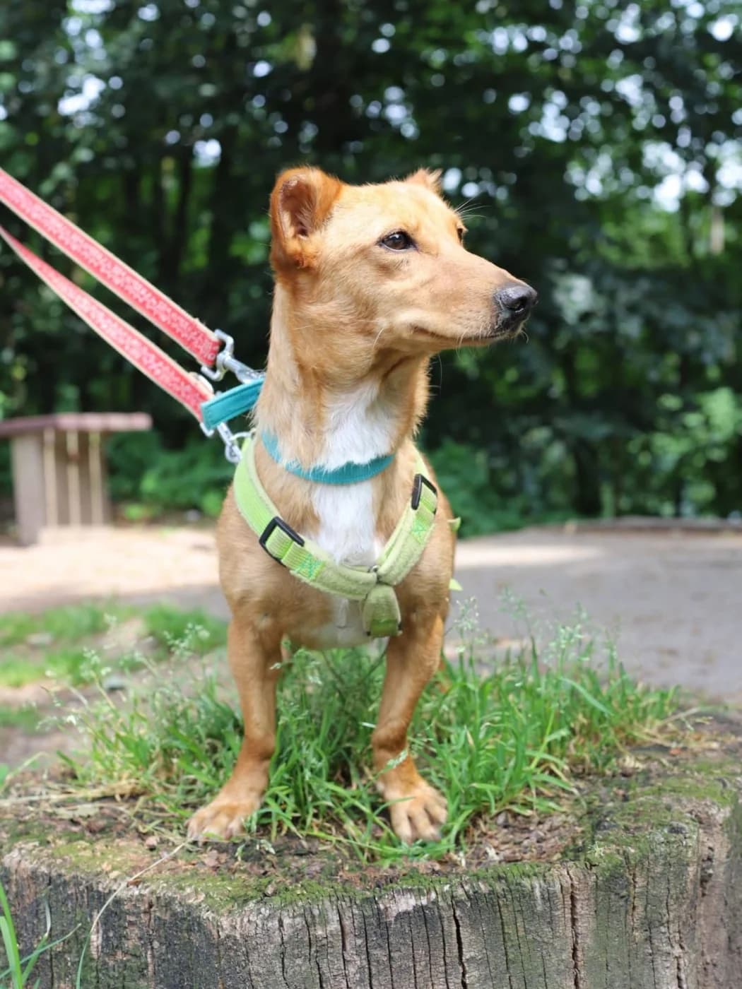 Eva, female Podenco for adoption at PetAngels gGmbH, Hamburg
