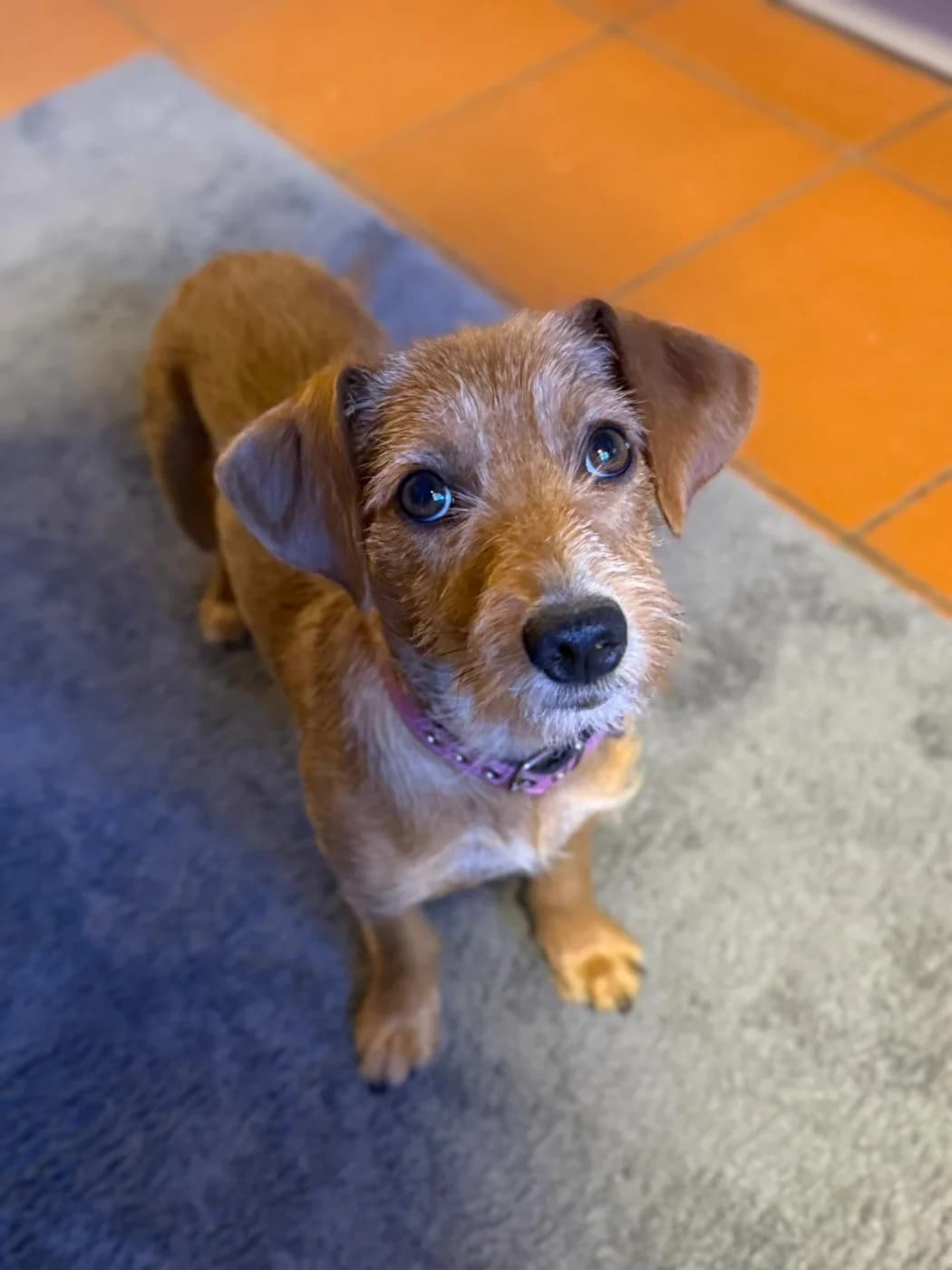 Frieda, female puppy Dachshund for adoption at PetAngels gGmbH, Hamburg