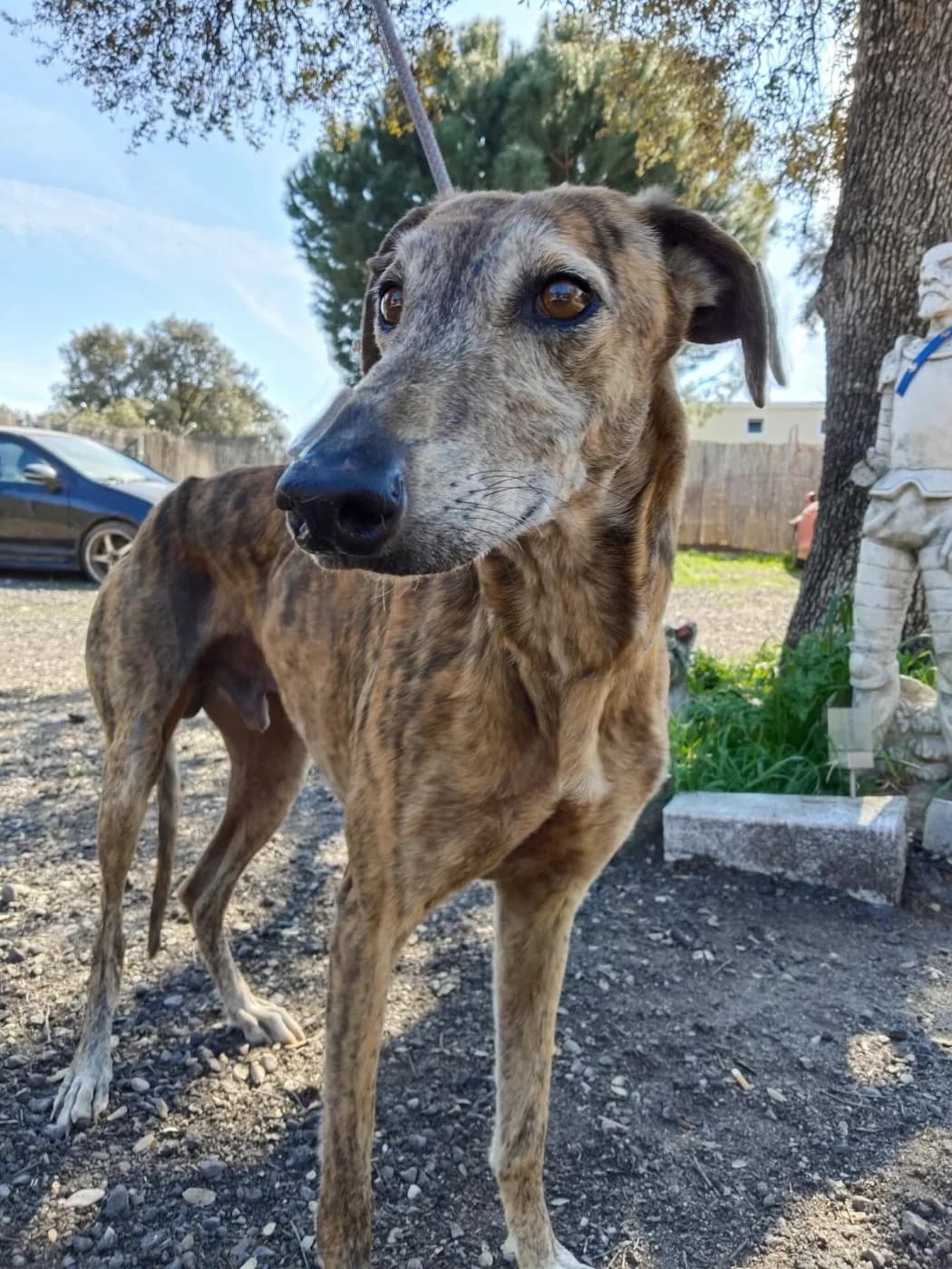 Kevin, male 7yo Galgo Español for adoption at PetAngels gGmbH, Hamburg
