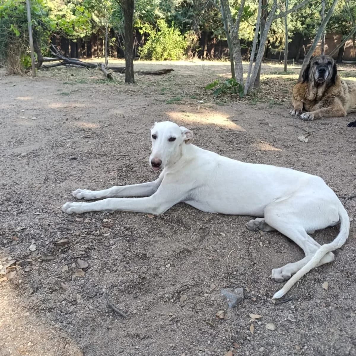 Klam, male puppy Galgo Español for adoption at PetAngels gGmbH, Hamburg