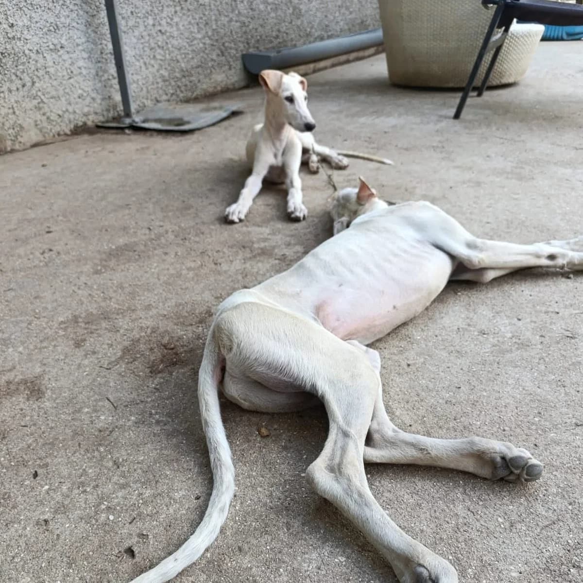 Klim, male puppy Galgo Español for adoption at PetAngels gGmbH, Hamburg