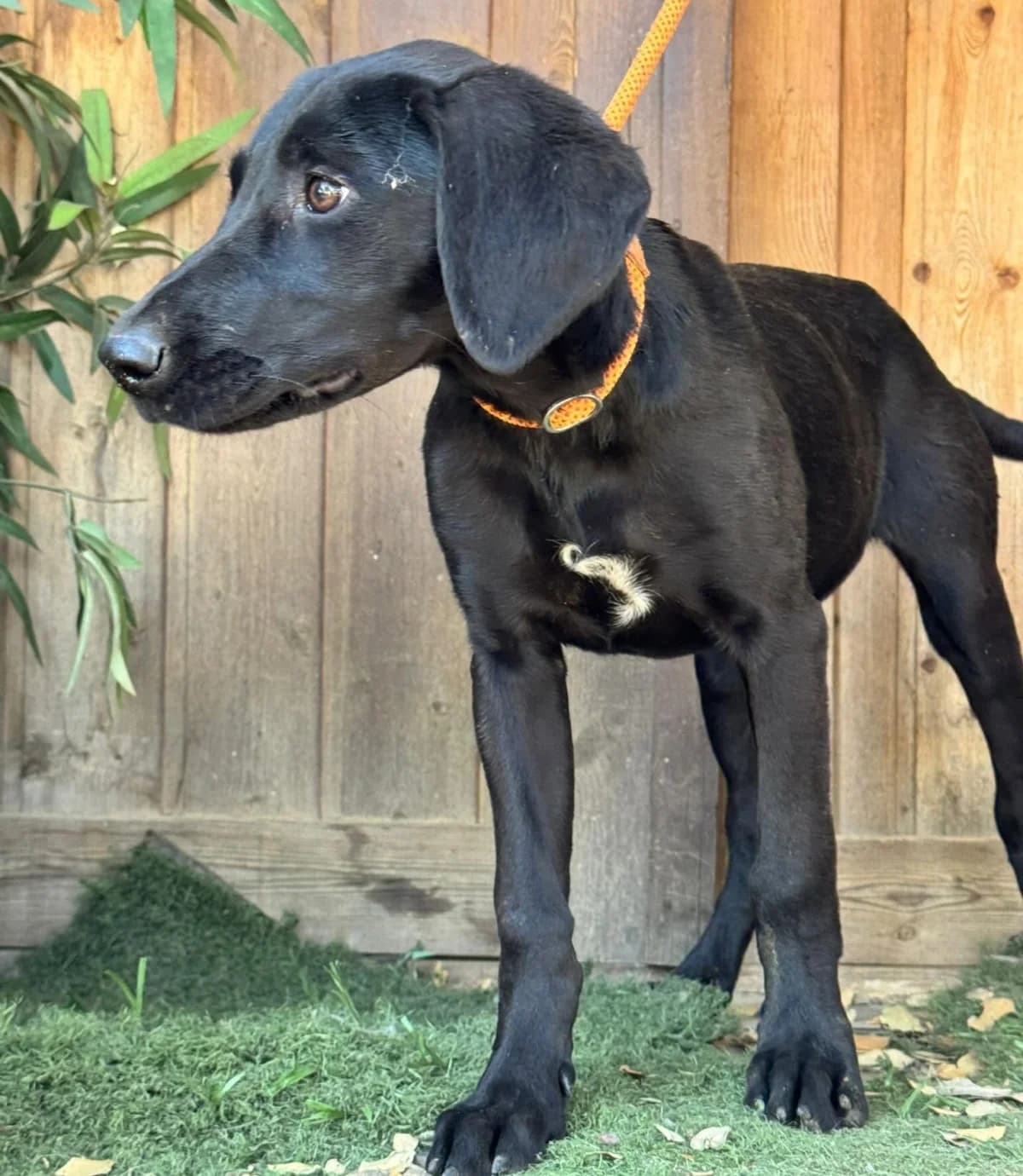 Lima, female puppy German Shorthaired Pointer for adoption at PetAngels gGmbH, Hamburg