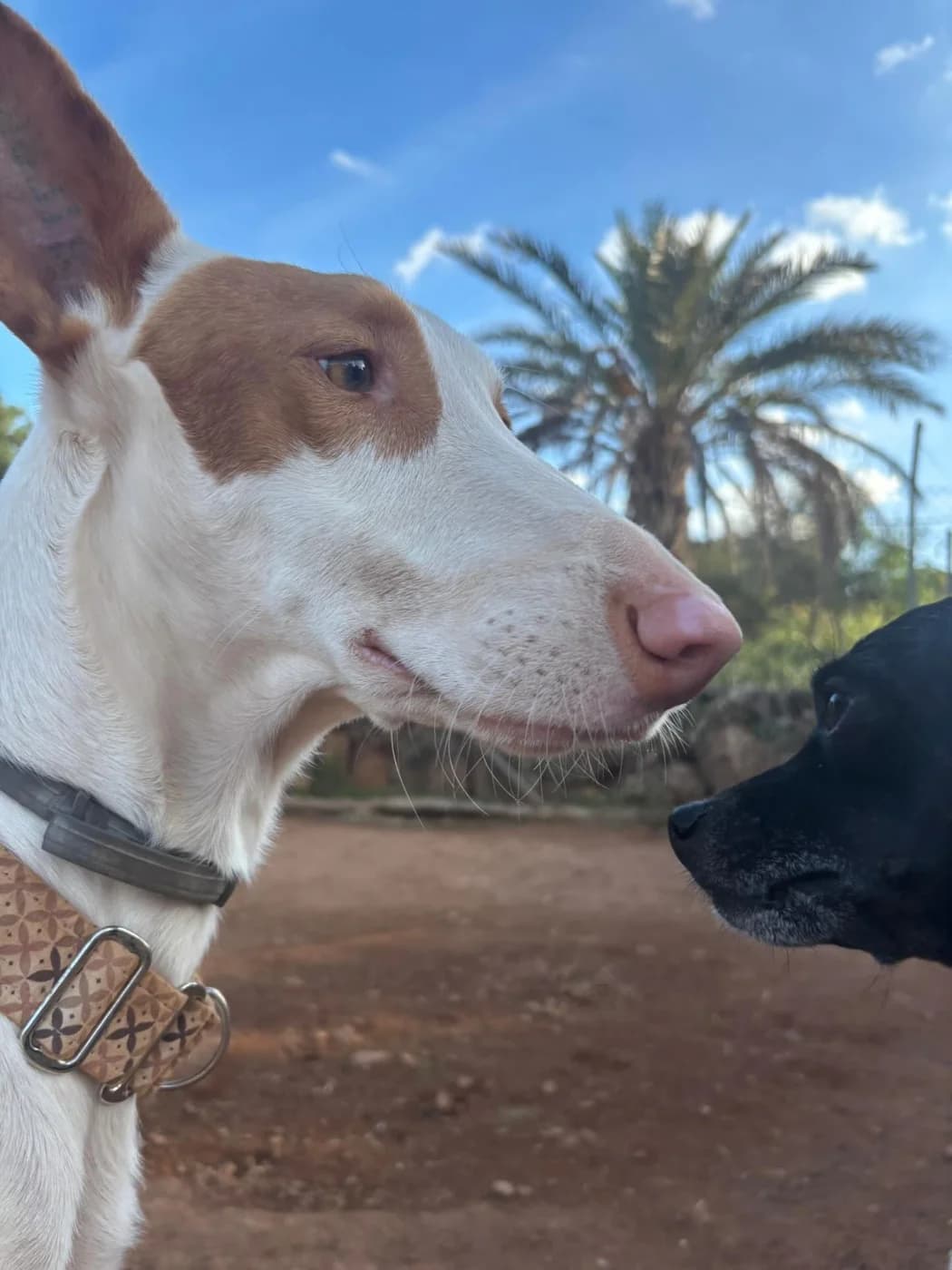 Llamp, male young Podenco for adoption at PetAngels gGmbH, Hamburg