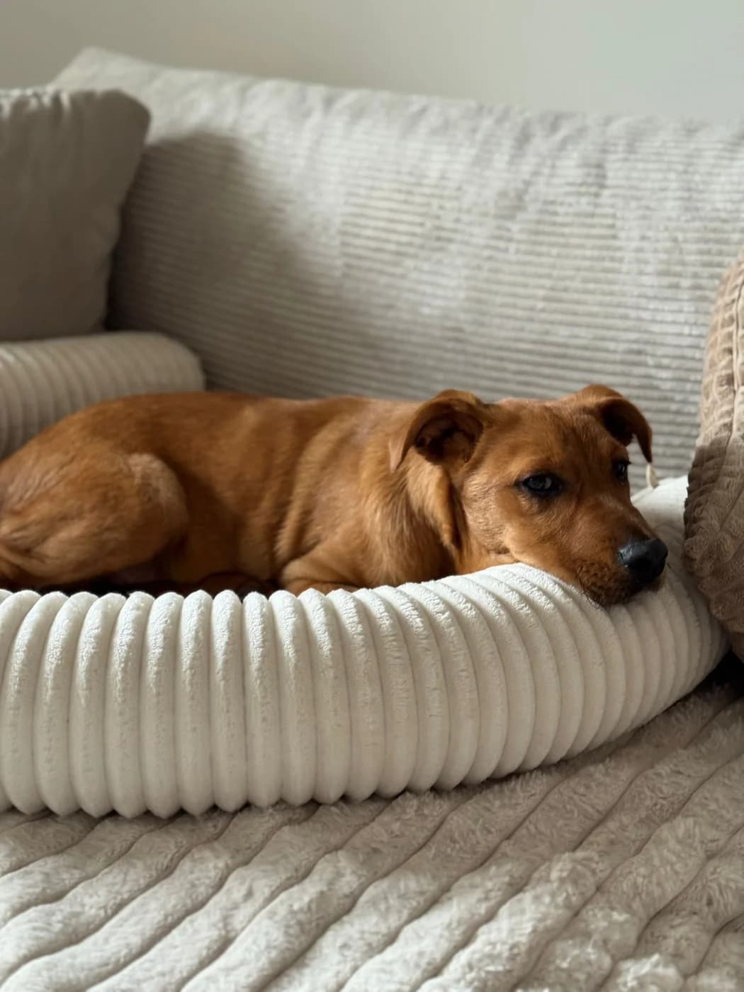 Louki, male puppy Labrador Retriever for adoption at PetAngels gGmbH, Hamburg