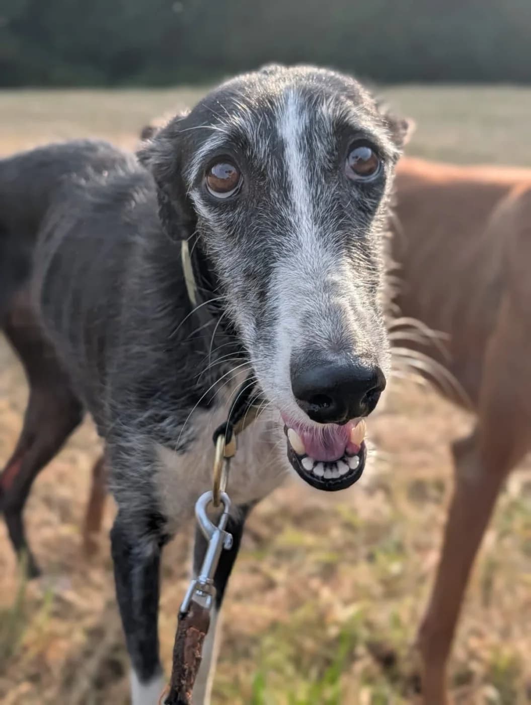 Malou, female senior Galgo Español for adoption at PetAngels gGmbH, Hamburg
