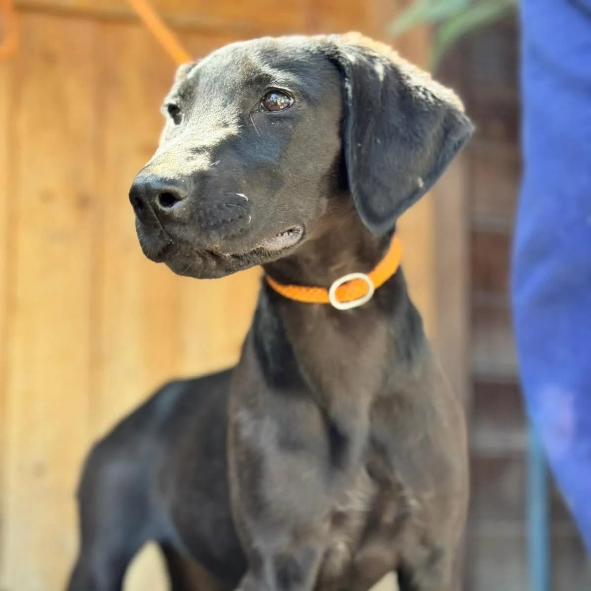 Manzana, female puppy German Shorthaired Pointer for adoption at PetAngels gGmbH, Hamburg