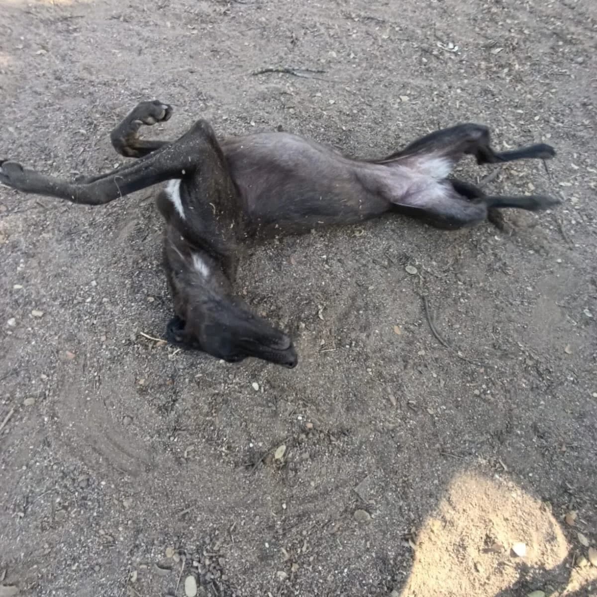 Marbella, female young Galgo Español for adoption at PetAngels gGmbH, Hamburg