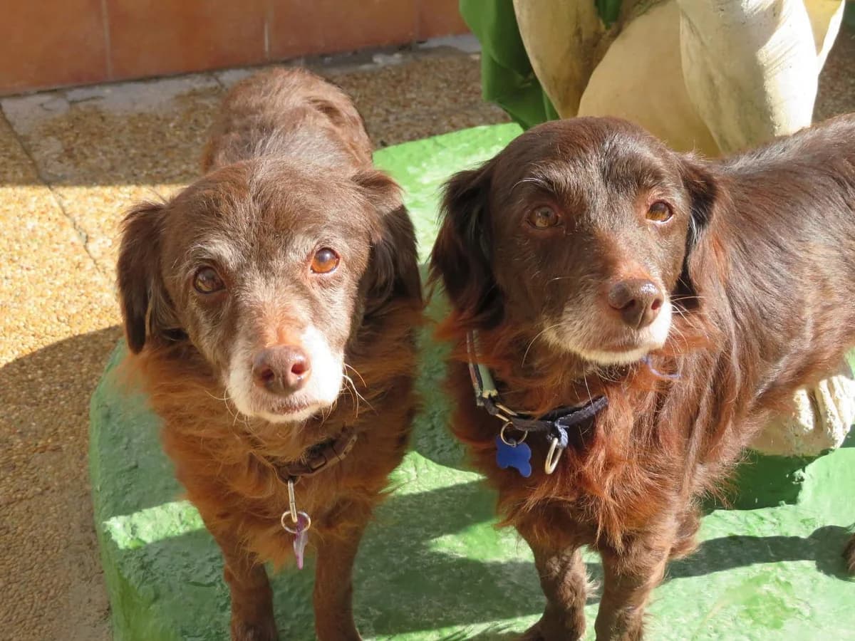 Mia und Tina, female senior Mixed Breed for adoption at PetAngels gGmbH, Hamburg