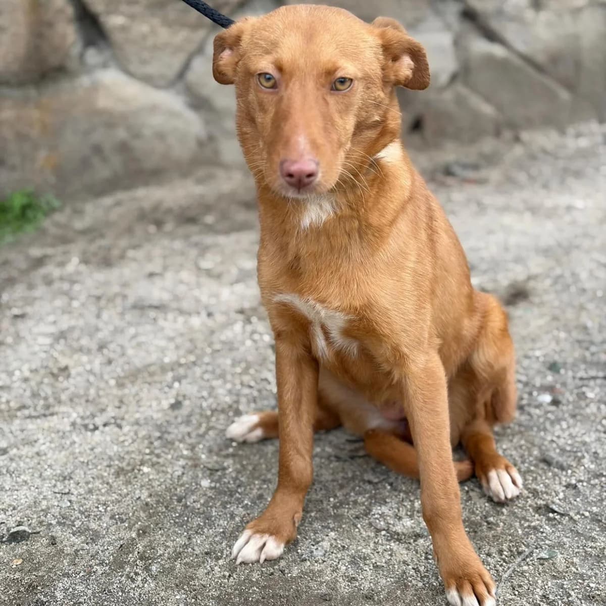 Mimi, female puppy Podenco for adoption at PetAngels gGmbH, Hamburg