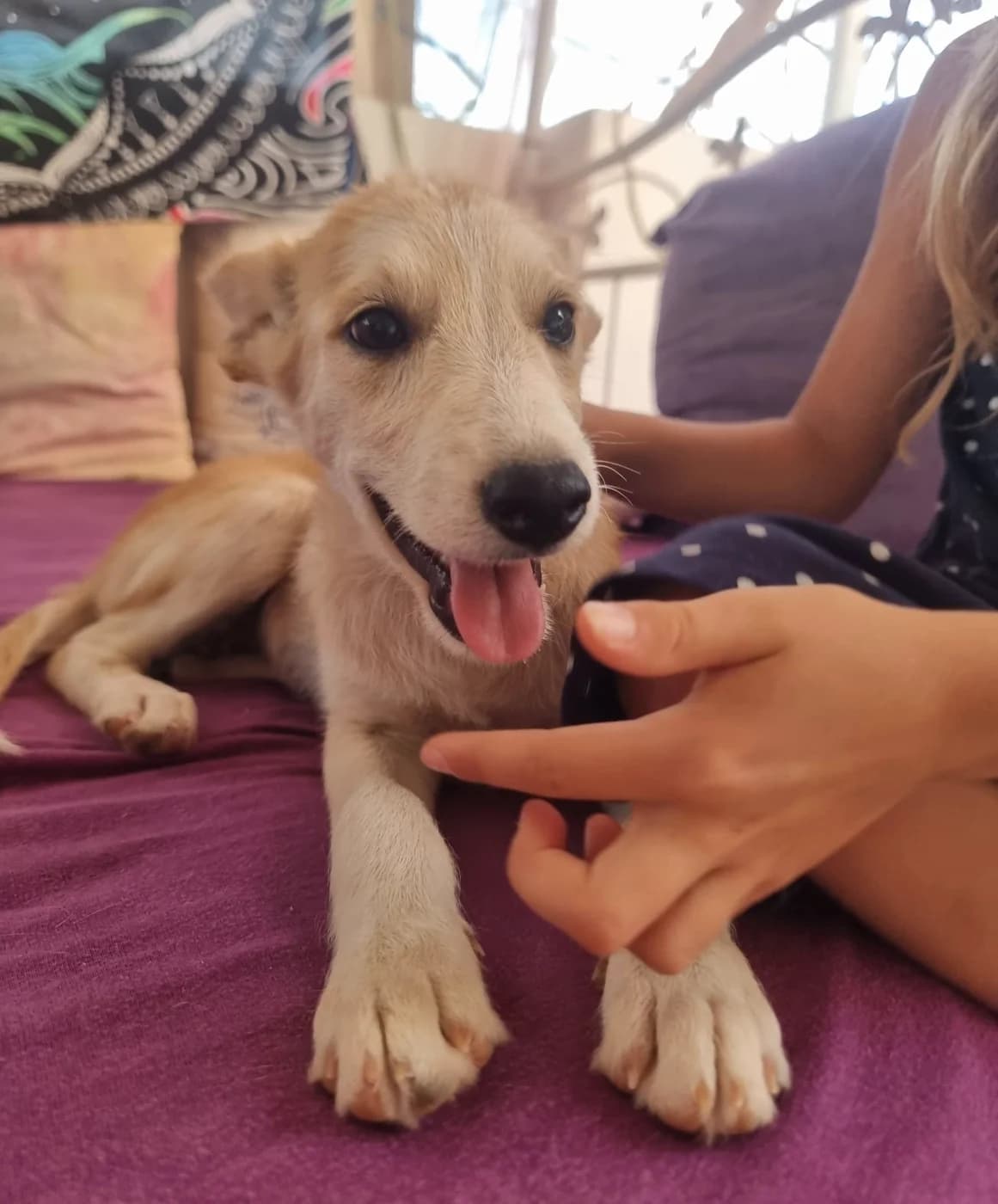 Minty, female puppy Husky for adoption at PetAngels gGmbH, Hamburg