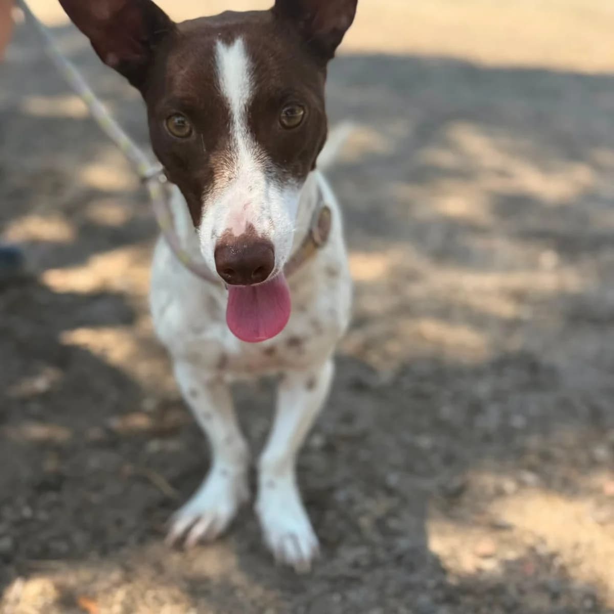 Nuri, female Podenco for adoption at PetAngels gGmbH, Hamburg