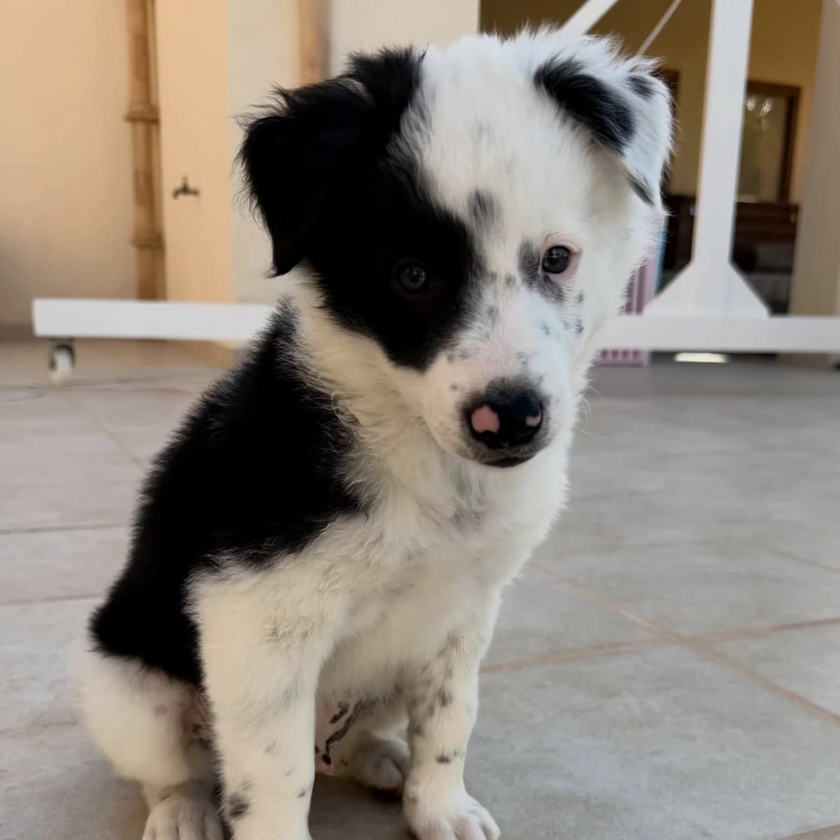 Panda, male puppy Border Collie for adoption at PetAngels gGmbH, Hamburg
