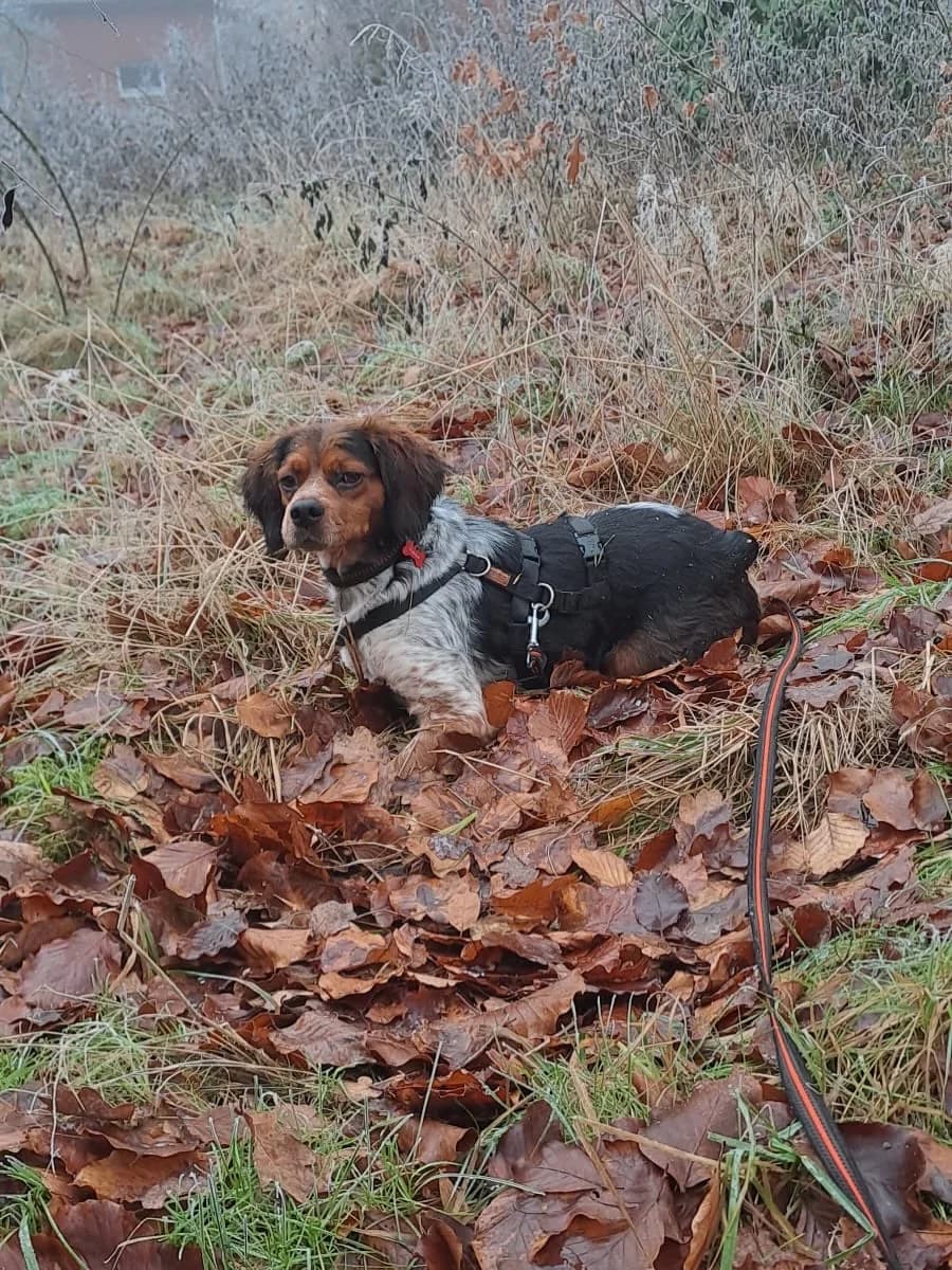 Rubius, male mixed breed for adoption at PetAngels gGmbH, Hamburg