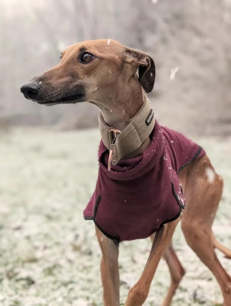 Selma, female Galgo Español for adoption at PetAngels gGmbH, Hamburg