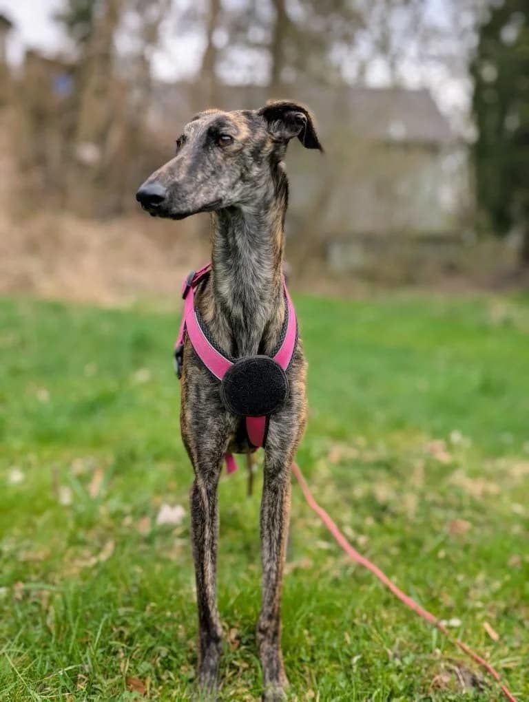 Sueca, male 5yo Galgo Español for adoption at PetAngels gGmbH, Hamburg