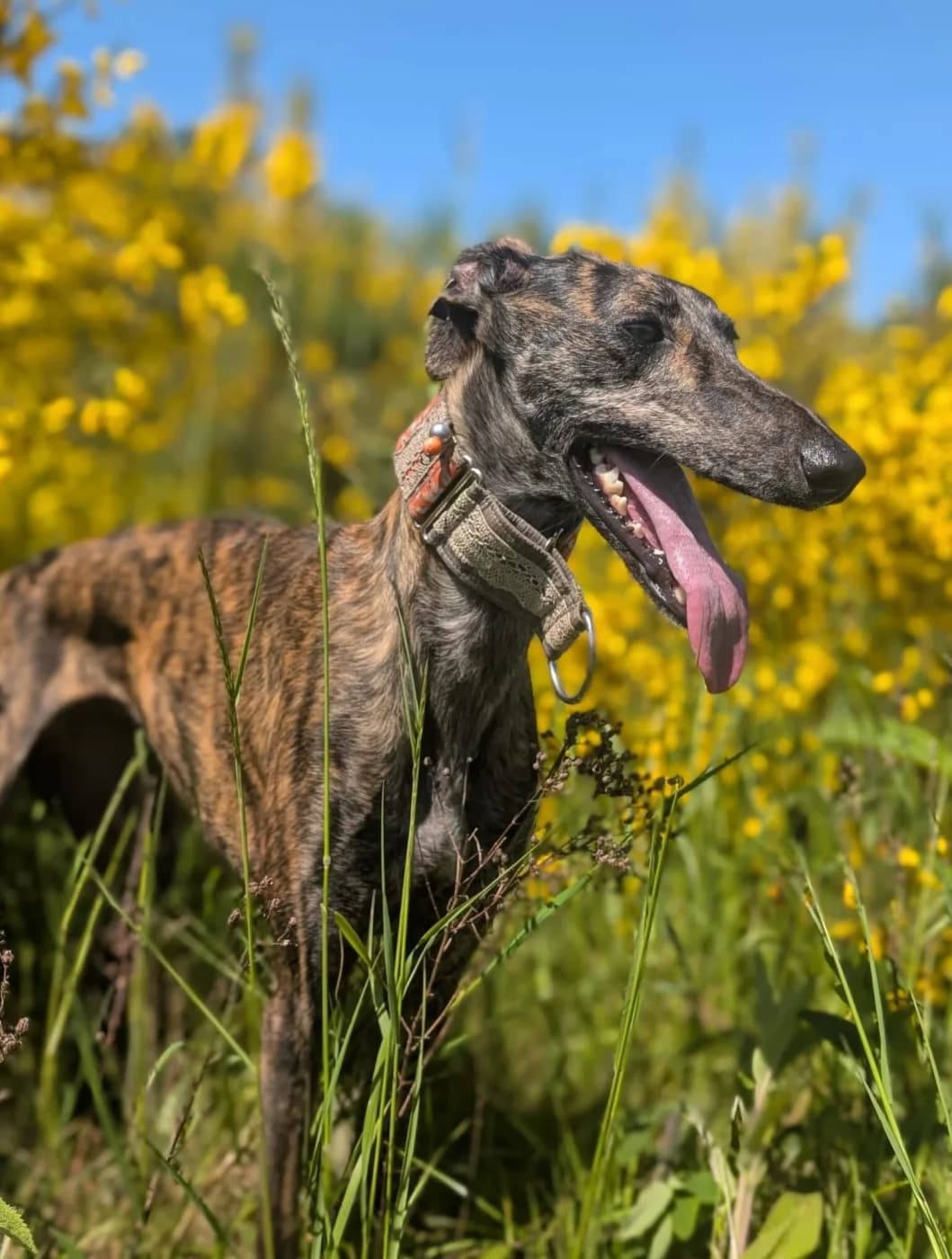 Suecca, female young Galgo Español for adoption at PetAngels gGmbH, Hamburg