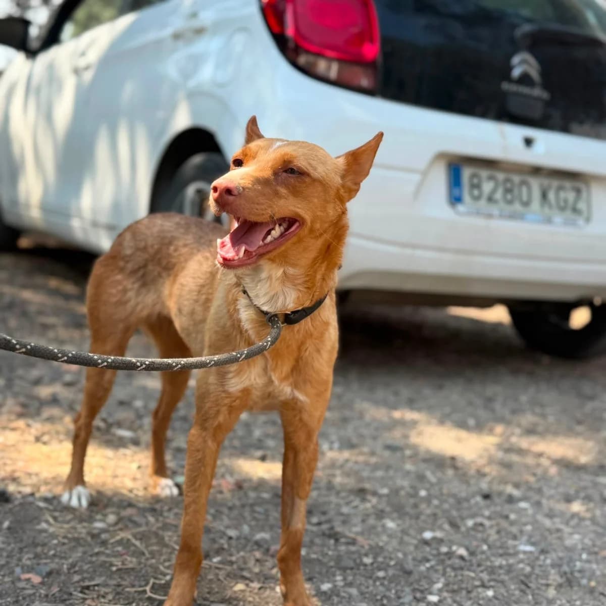 Tuny, female Podenco for adoption at PetAngels gGmbH, Hamburg