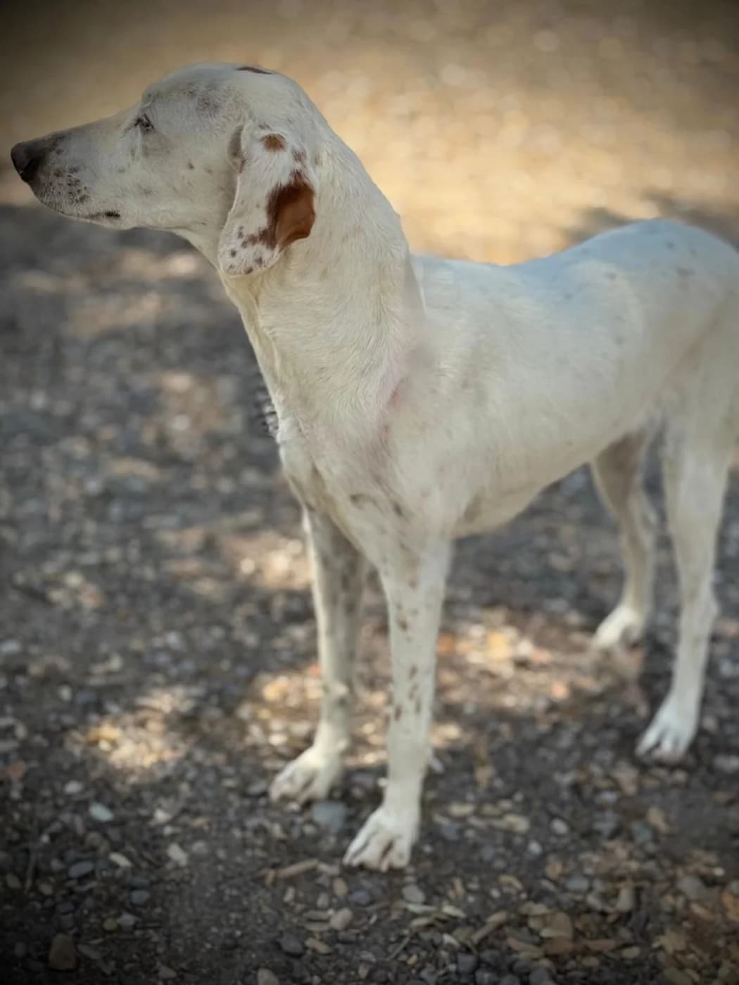 Vogue, female Pointer for adoption at PetAngels gGmbH, Hamburg