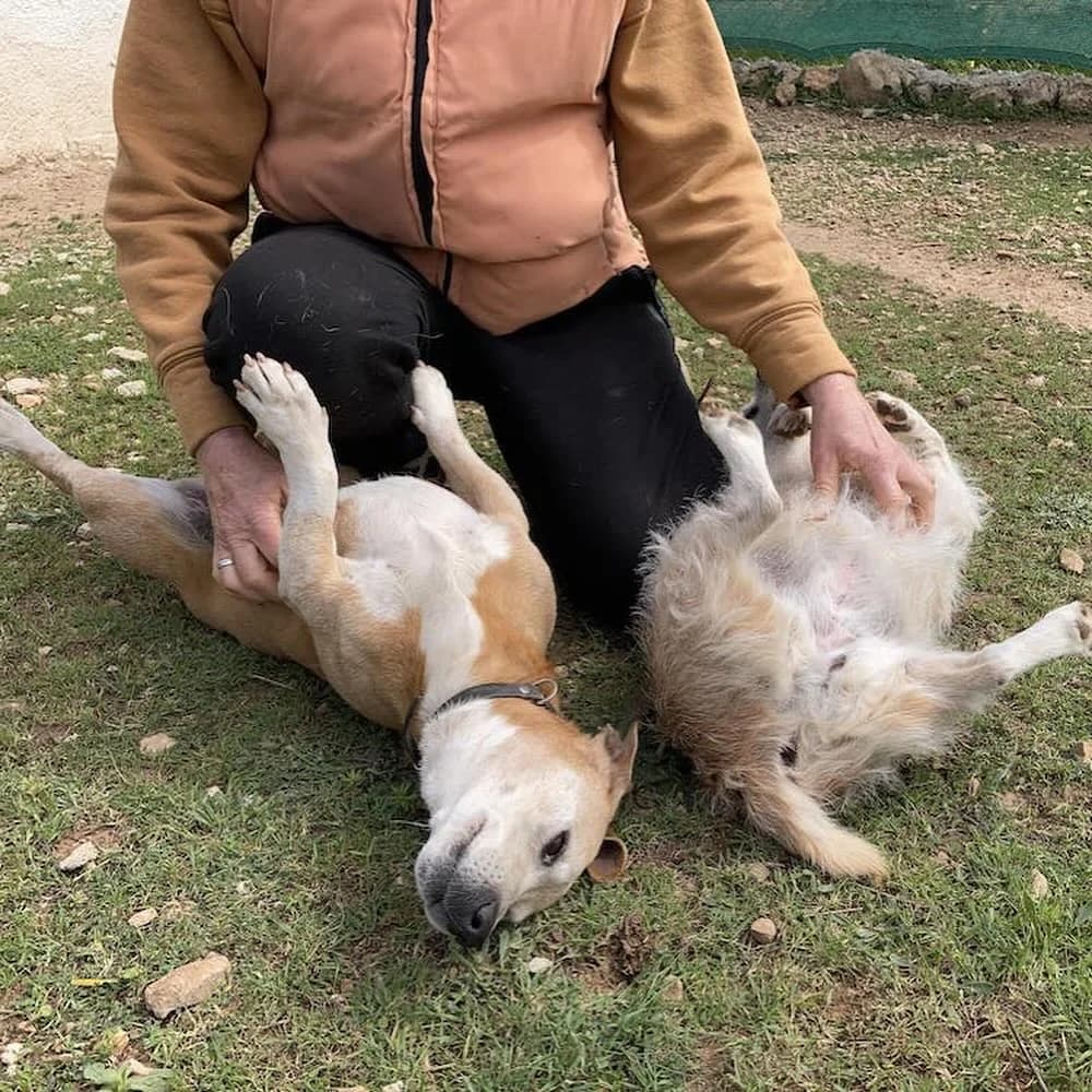 Xaia und Simon, female Mixed Breed for adoption at PetAngels gGmbH, Hamburg