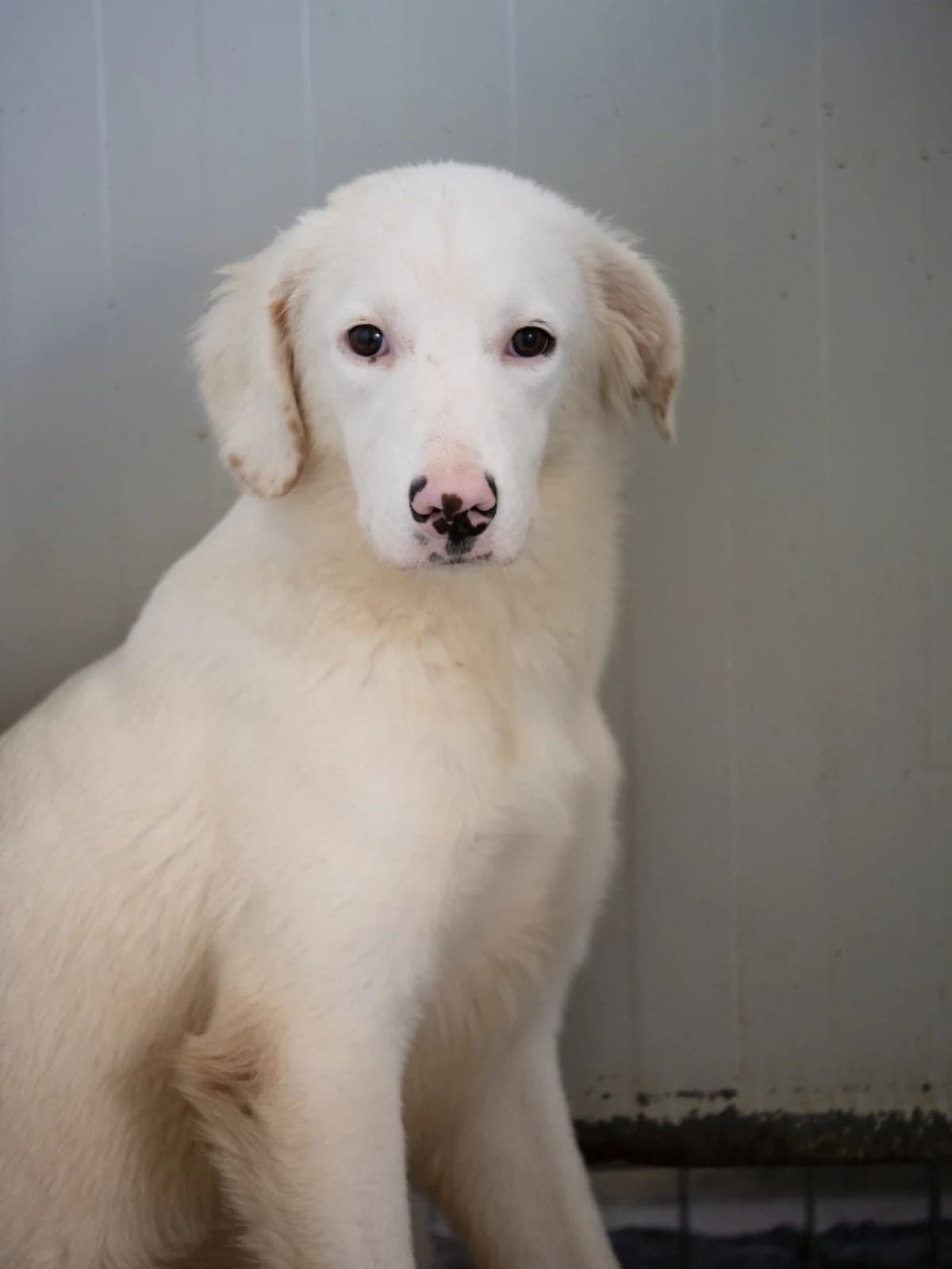 Monica, cremefarben female young Mixed Breed for adoption at Pfoten Match e.V.