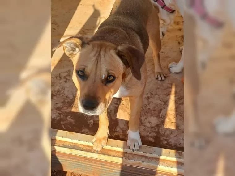 Leni ist ein absoluter Goldschatz und möchte gefallen/ auf P, female 7yo Mixed Breed for adoption at Pfotenhilfe Antalya, Ansbach