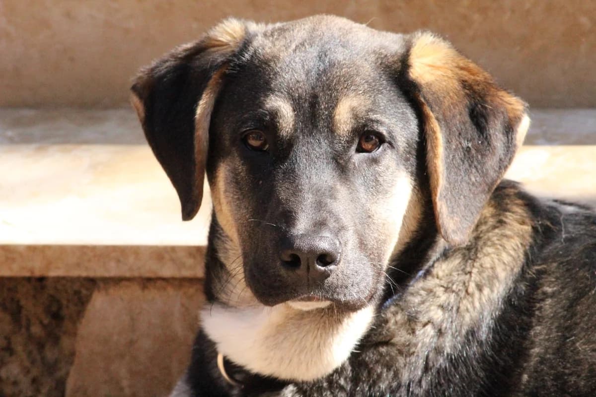 Kian, male puppy Mixed Breed for adoption at Pfotenhilfe Antalya, Ansbach