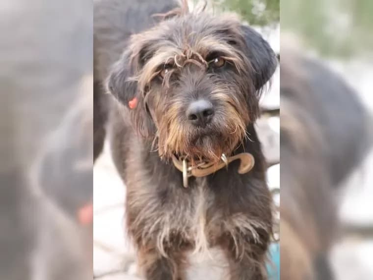 Emma, female 7yo Mixed Breed for adoption at Pfotenhilfe Antalya, Ansbach