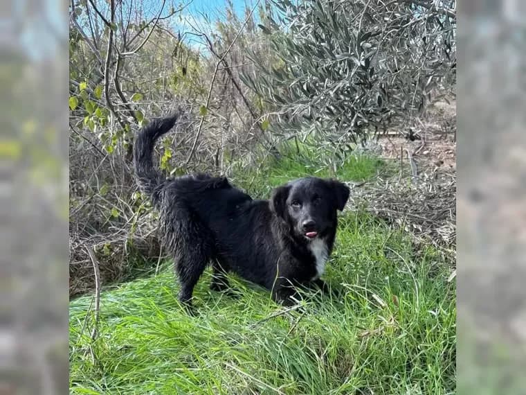 Kira, female puppy Mixed Breed for adoption at Pfotenhilfe Antalya, Ansbach