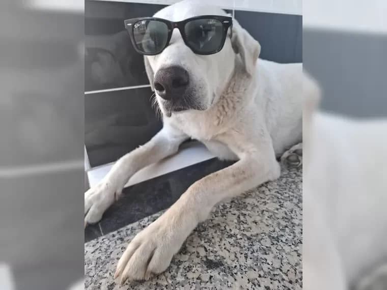 Oliver ist für jeden Schabernack zu haben, male 6yo Mixed Breed for adoption at Pfotenhilfe Antalya, Ansbach