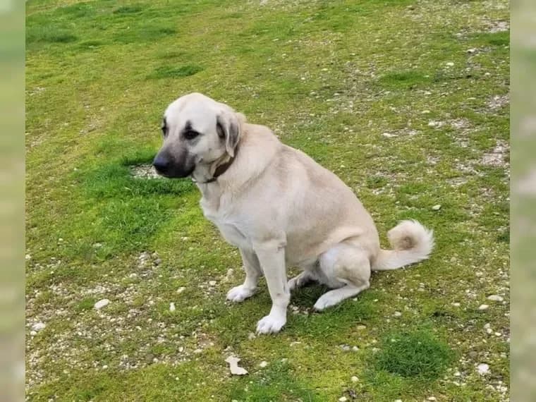 Kontess, female 6yo Mixed Breed for adoption at Pfotenhilfe Antalya, Ansbach