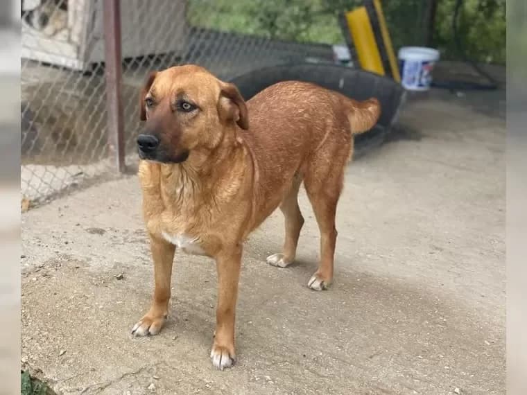 Lisa, female 3yo Mixed Breed for adoption at Pfotenhilfe Antalya, Ansbach