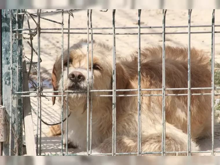 Max hinter Gittern, male 3yo Mixed Breed for adoption at Pfotenhilfe Antalya, Ansbach