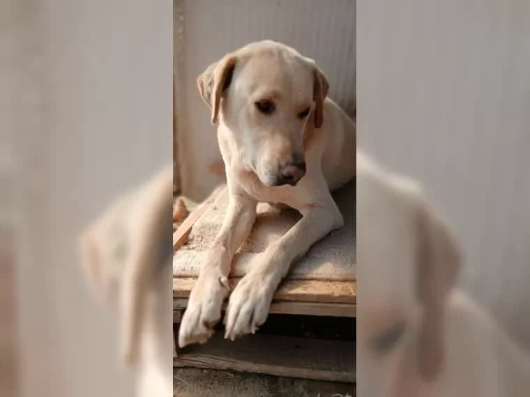Buddy, creme male young Mixed Breed for adoption at Pfotenhilfe Antalya, Ansbach